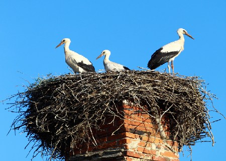 Chimney Animal Removal