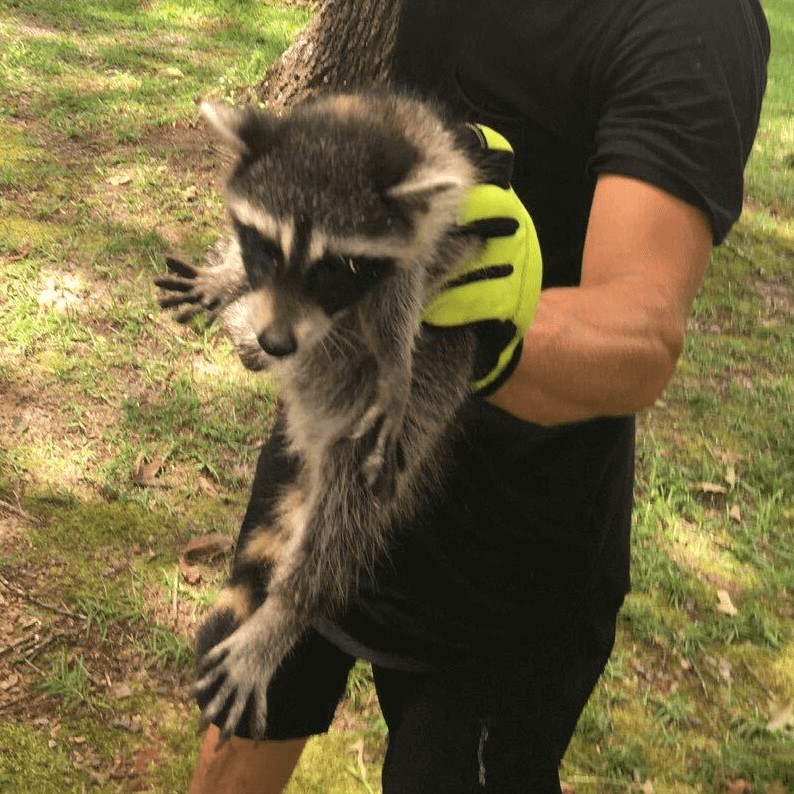 Chimney Animal Removal